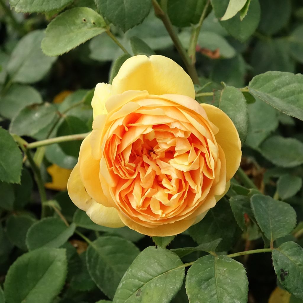 Rosier David Austin Bring Me Sunshine 