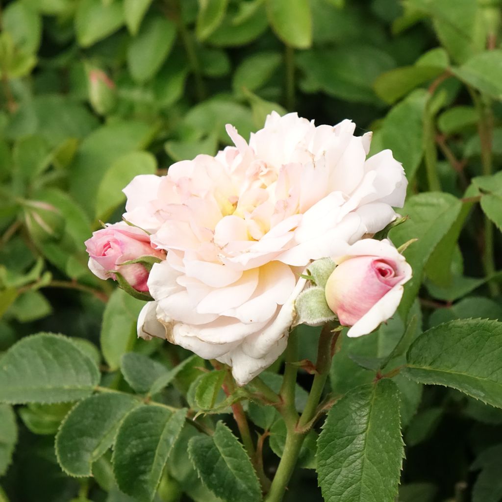 Rosier David Austin Elizabeth Ausmajesté
