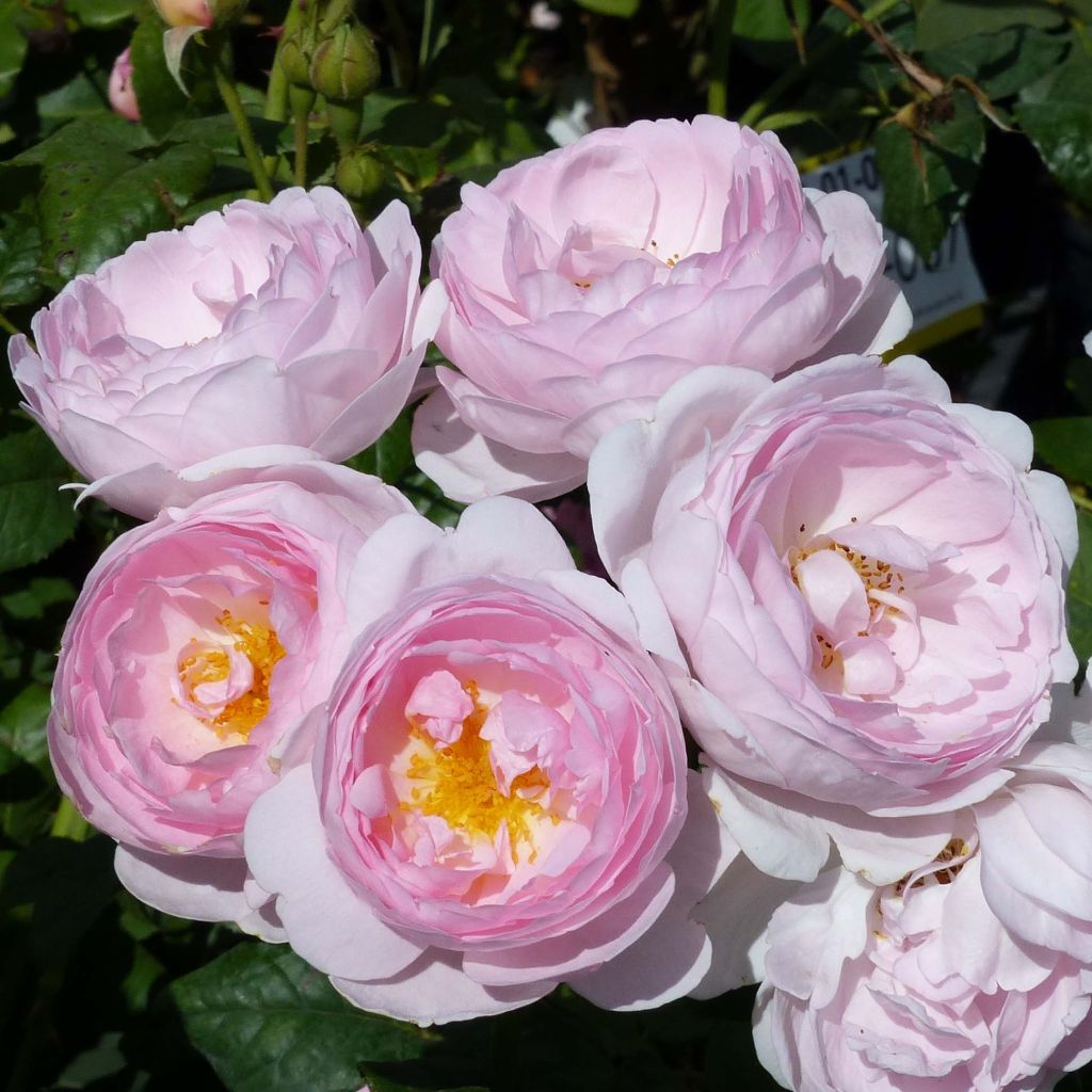 Rosier David Austin Heritage
