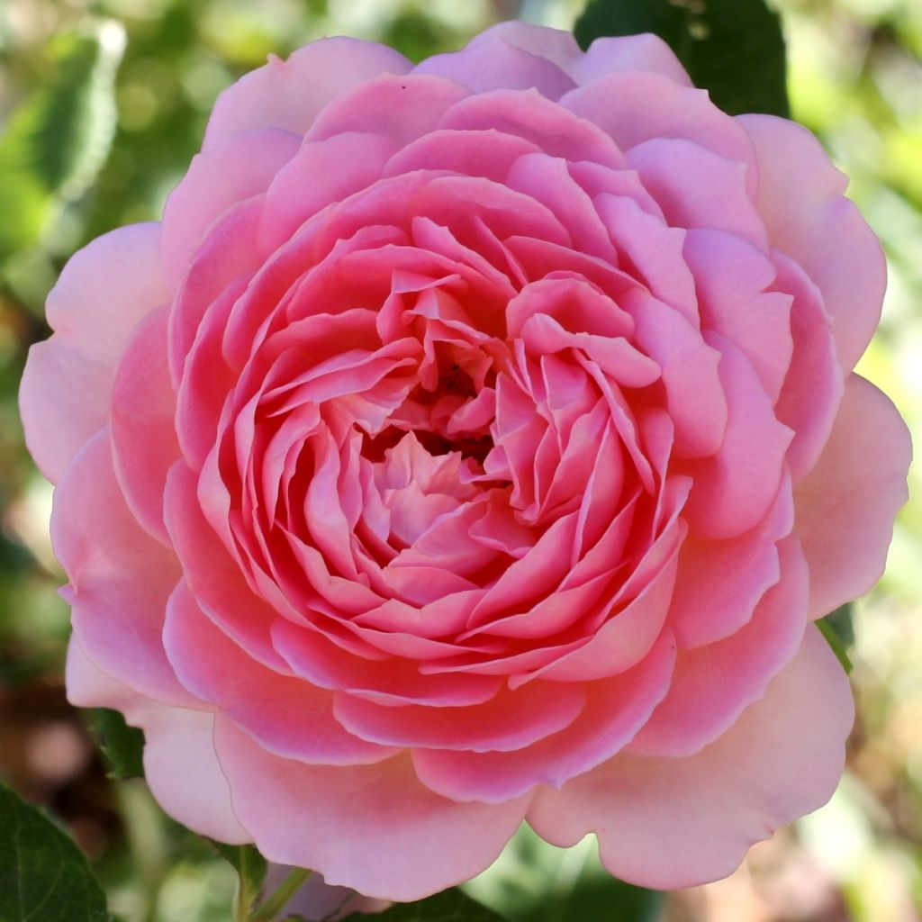 Rosier David Austin Jubilee Celebration 
