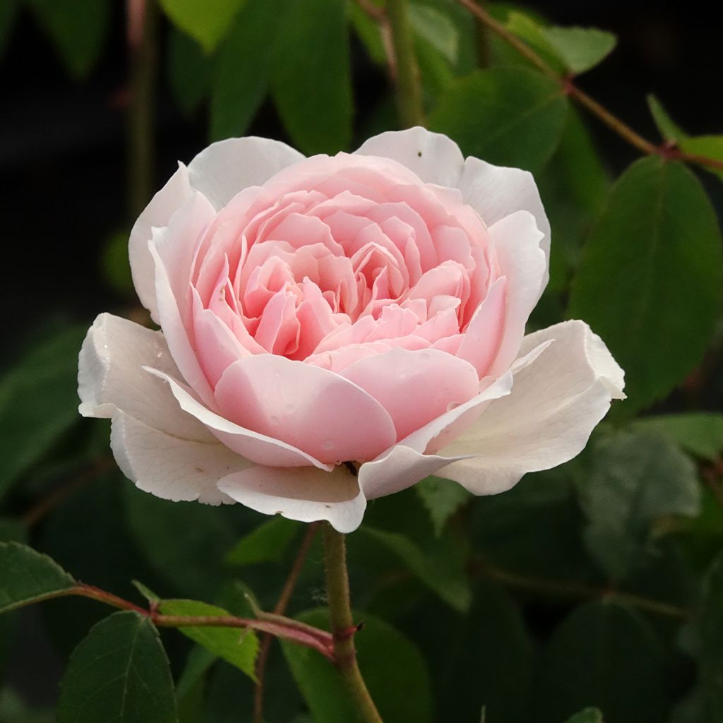 Rosier David Austin Wisley 2008 