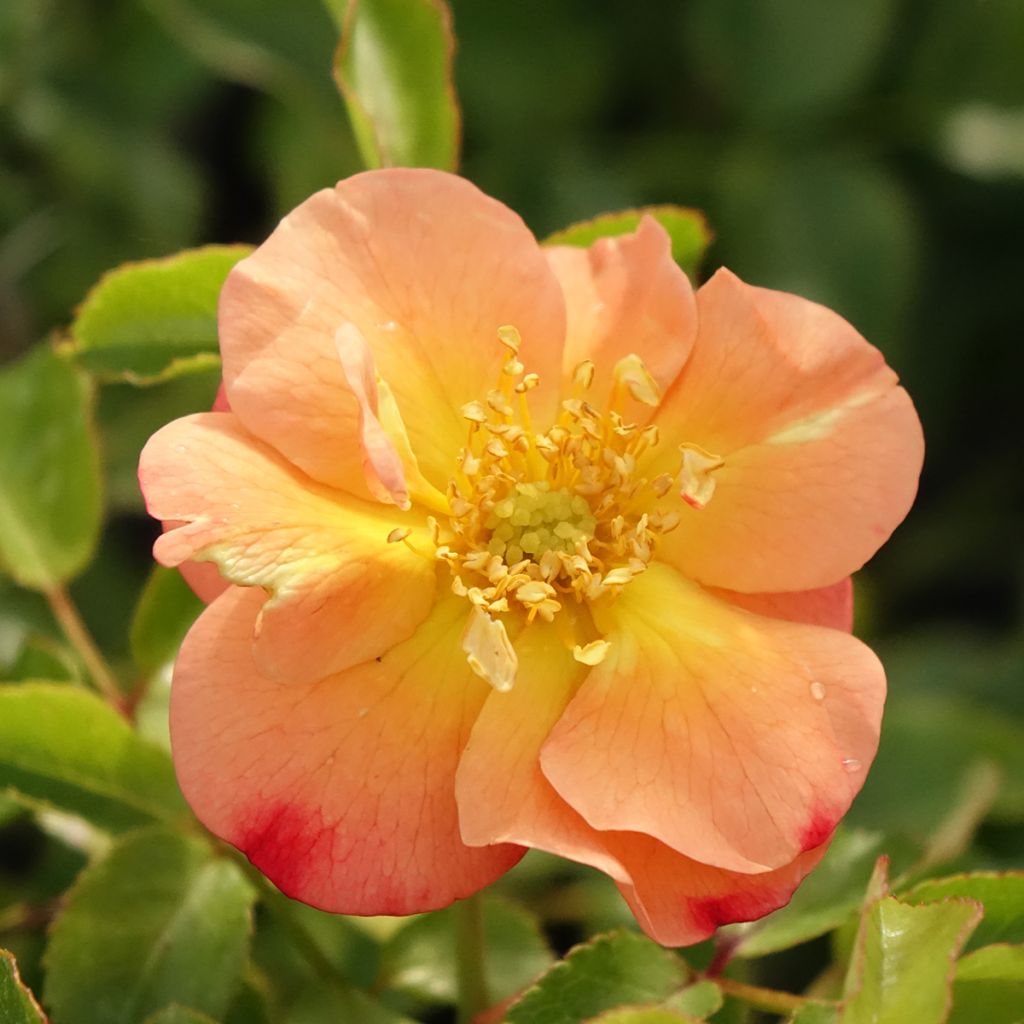Rosier Décorosiers Calizia