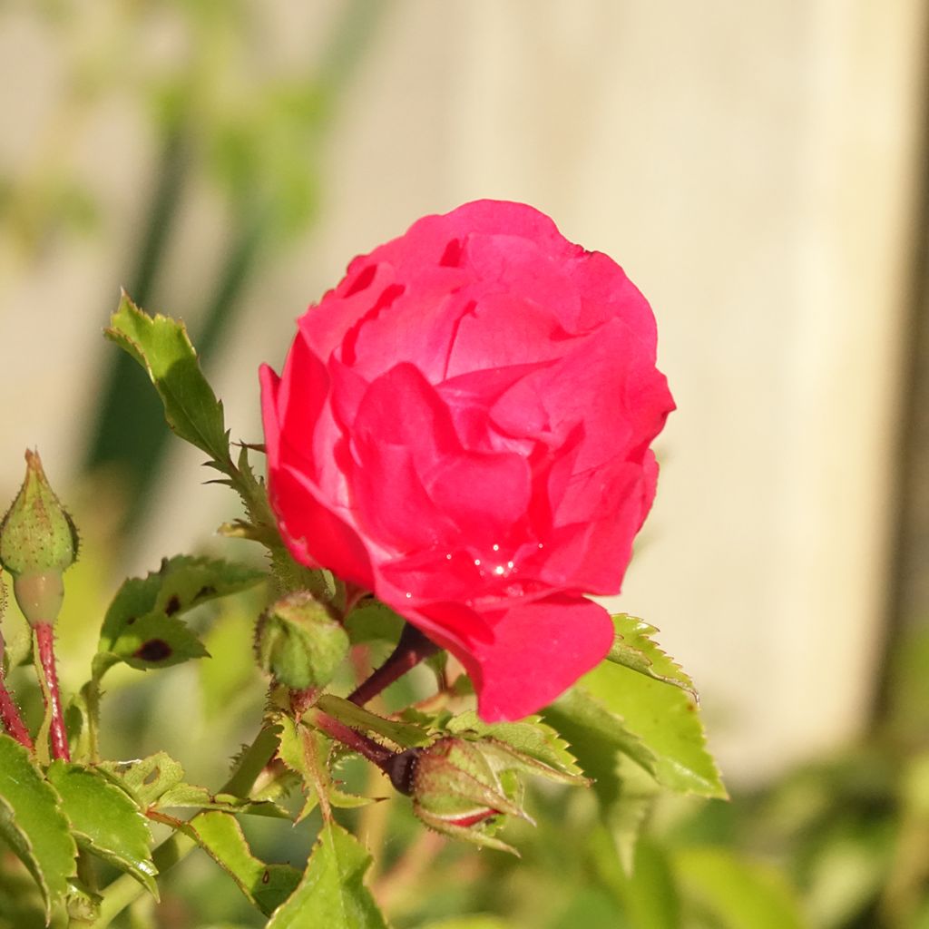 Rosier Décorosiers EMERA