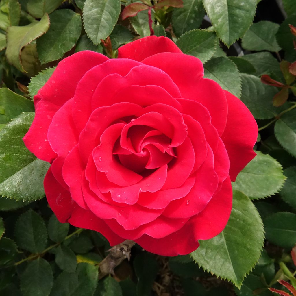 Rosier Dominica Intercomdoor - Buisson à grande fleurs