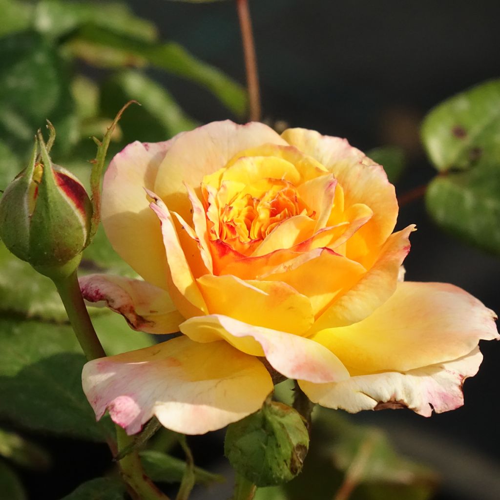 Rosier Generosa Fiona Gelin