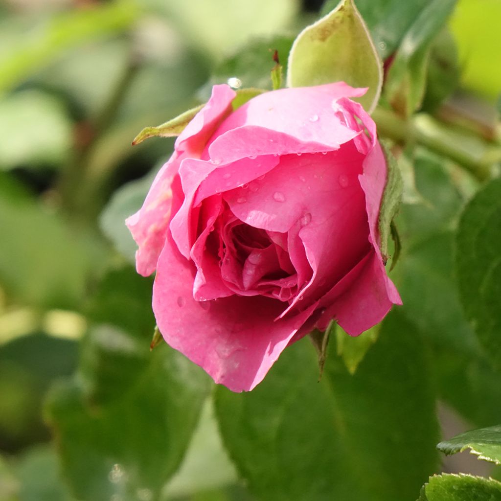 Rosier Generosa Paul Bocuse