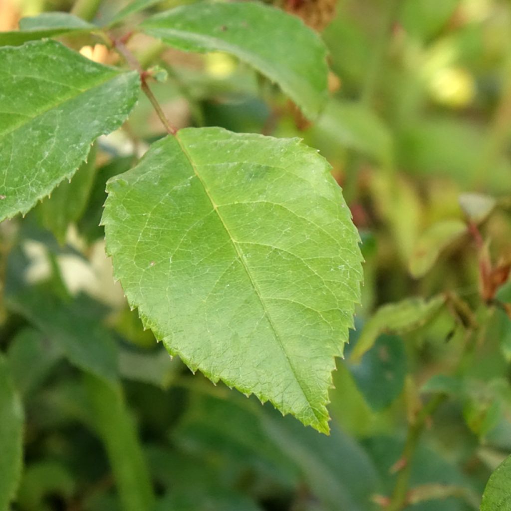 Rosier grimpant Alaska 