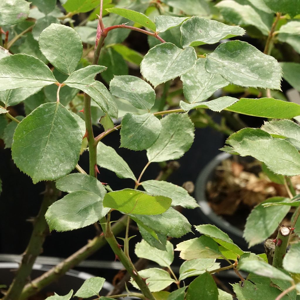 Rosier grimpant Dentelle de Malines