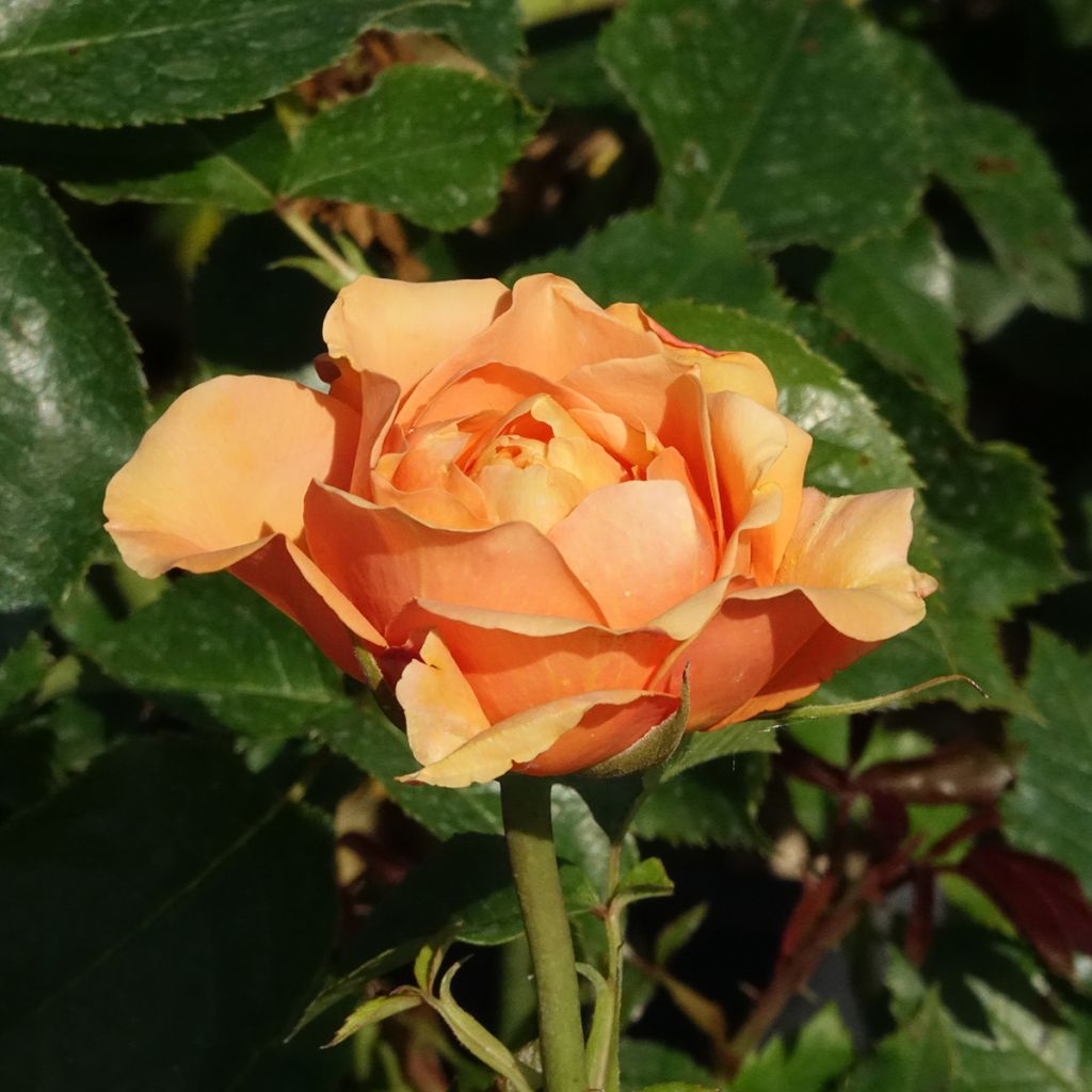 rosier grimpant Disting'O Orange 