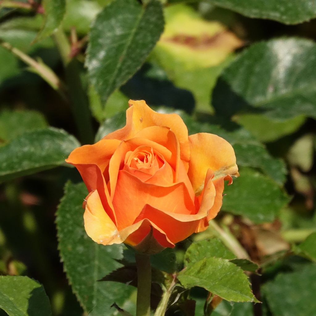 rosier grimpant Disting'O Orange 