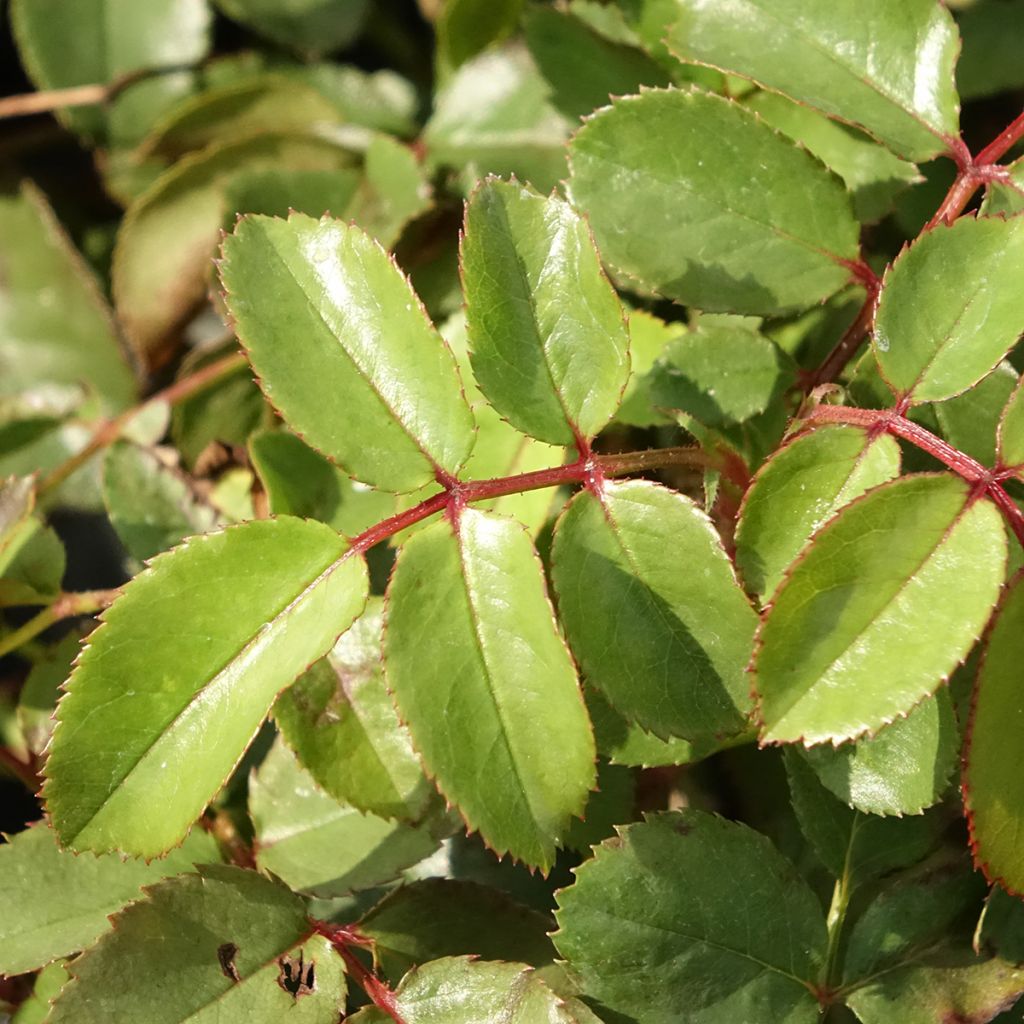 Rosier grimpant Florentina