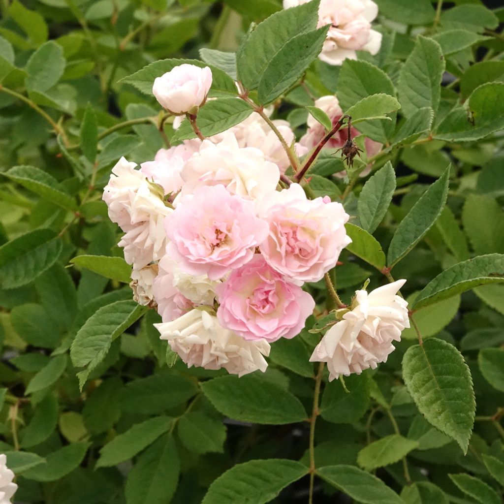 Rosier grimpant Frau Eva Schubert