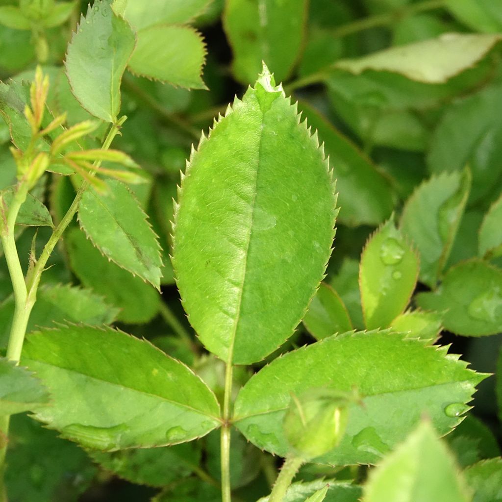 Rosier grimpant Golden Pareo Meipiyou