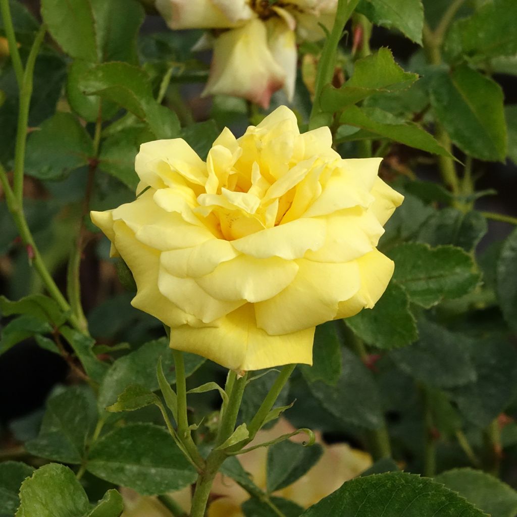 Rosier grimpant Goldfassade