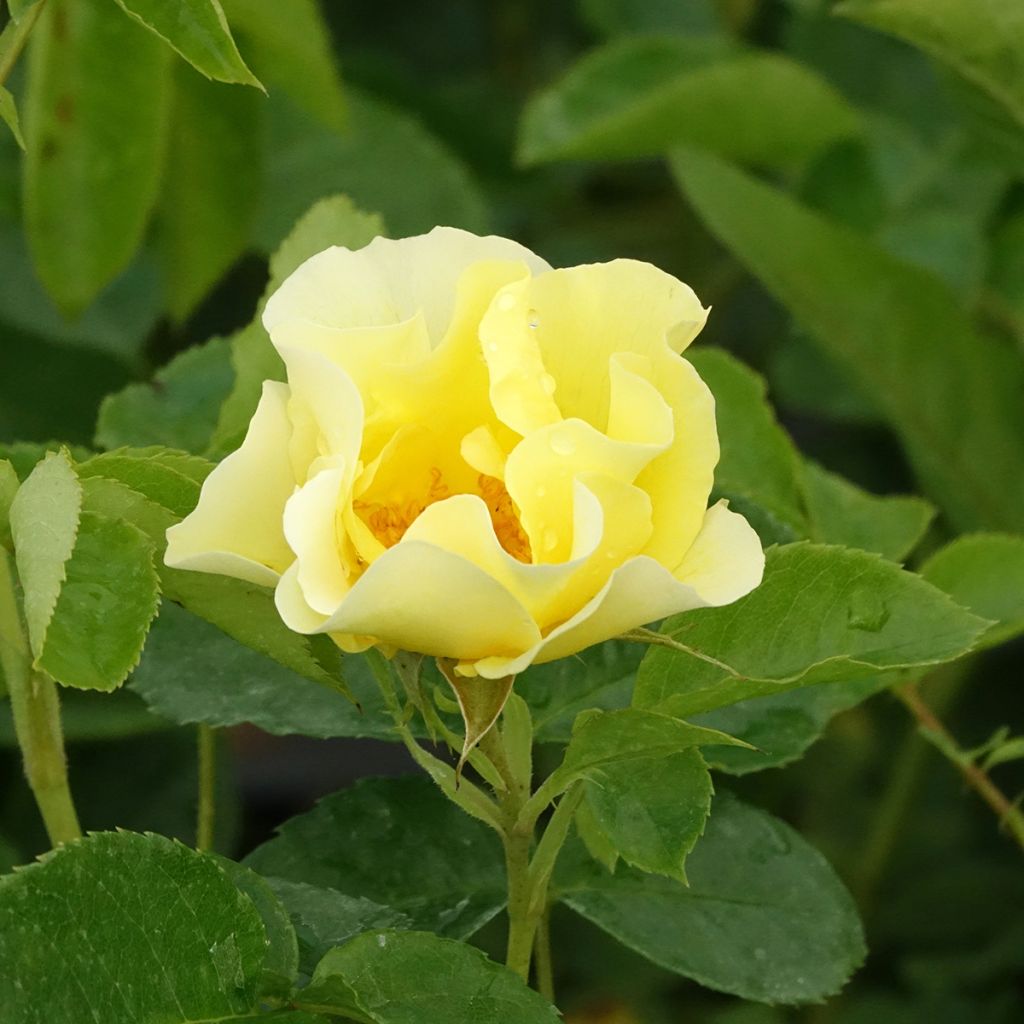 Rosier grimpant Happiness