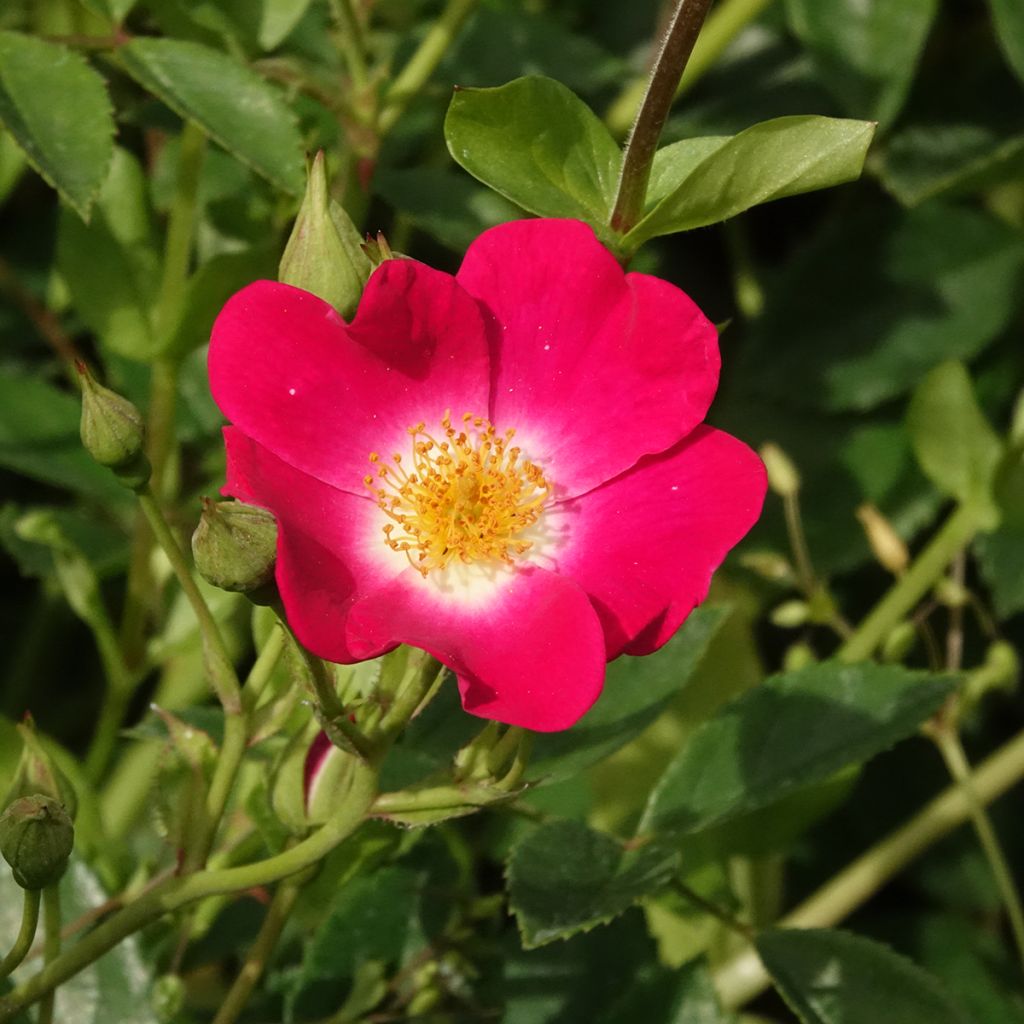 Rosier grimpant Libertas