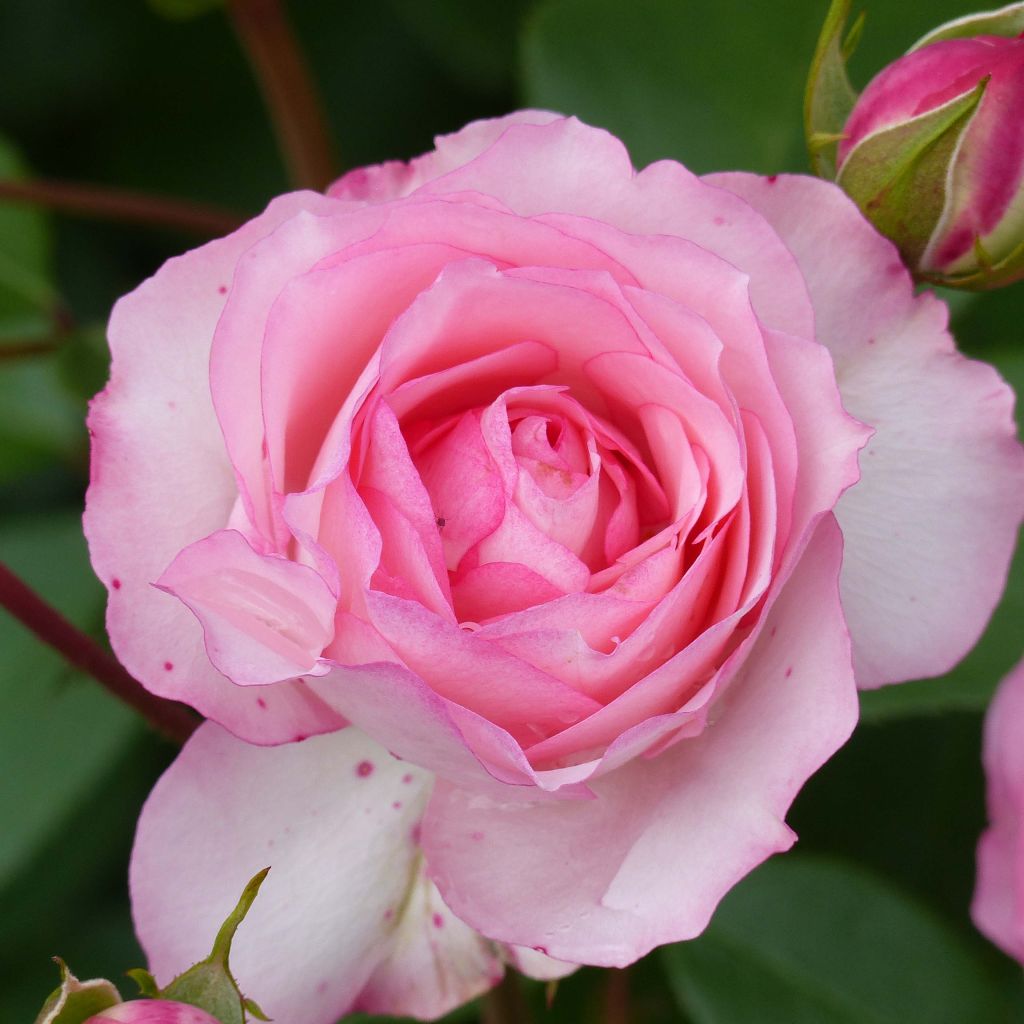 Rosier grimpant Mini Pierre de Ronsard - Mini Eden Rose
