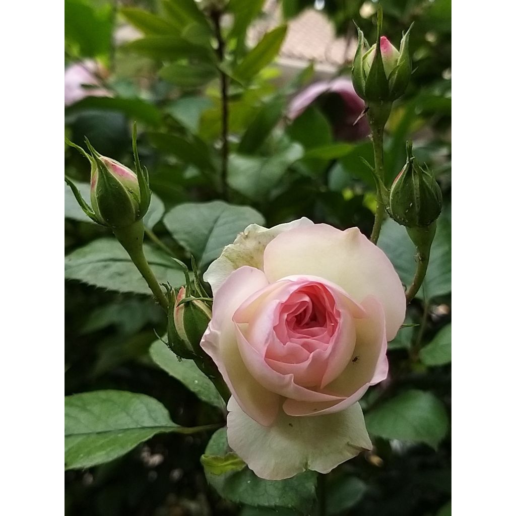 Rosier grimpant Mini Pierre de Ronsard - Mini Eden Rose