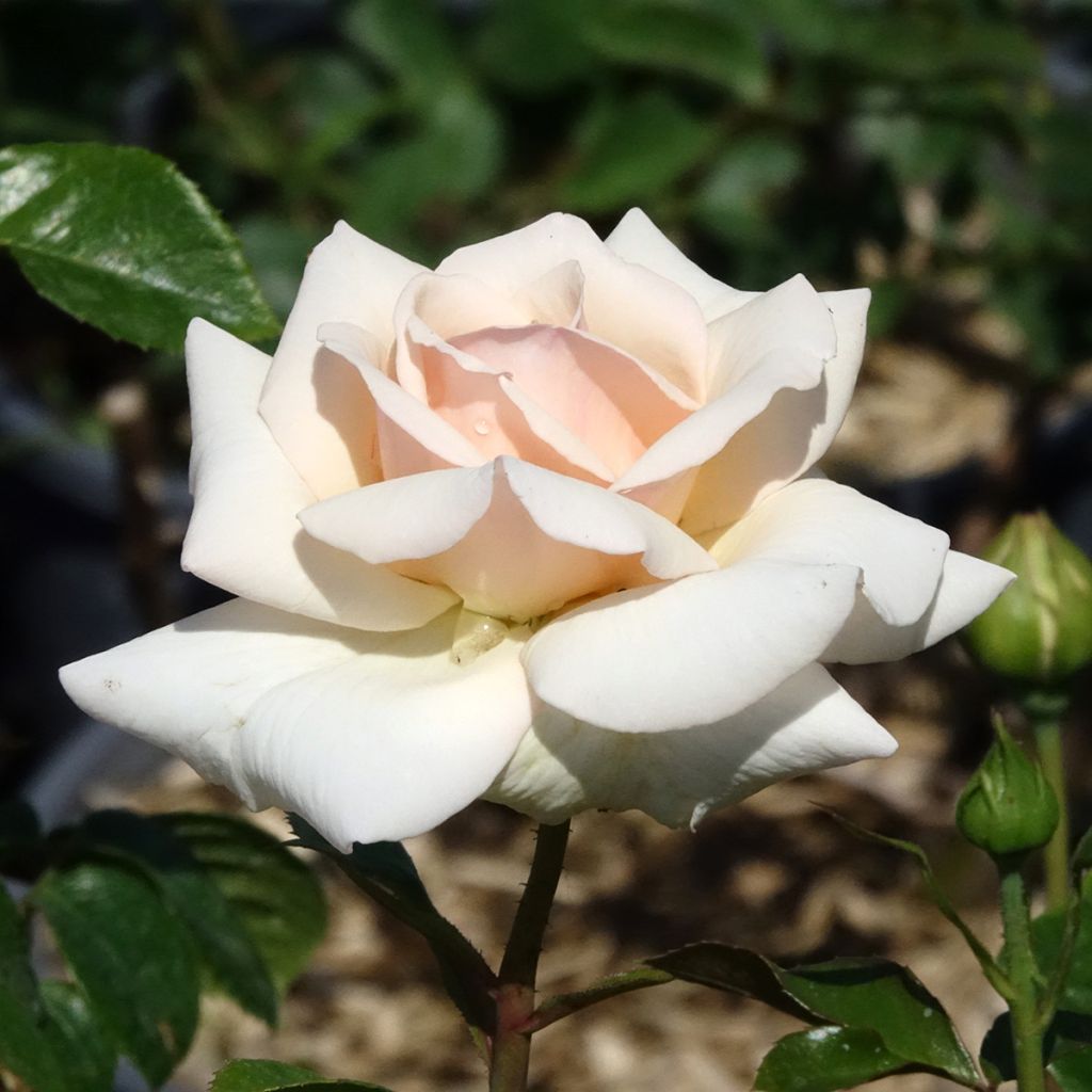 Rosier grimpant Penny Lane