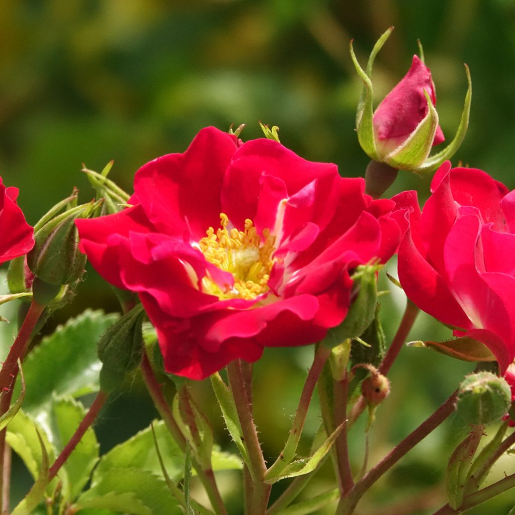 Rosier grimpant Rambling Rosie