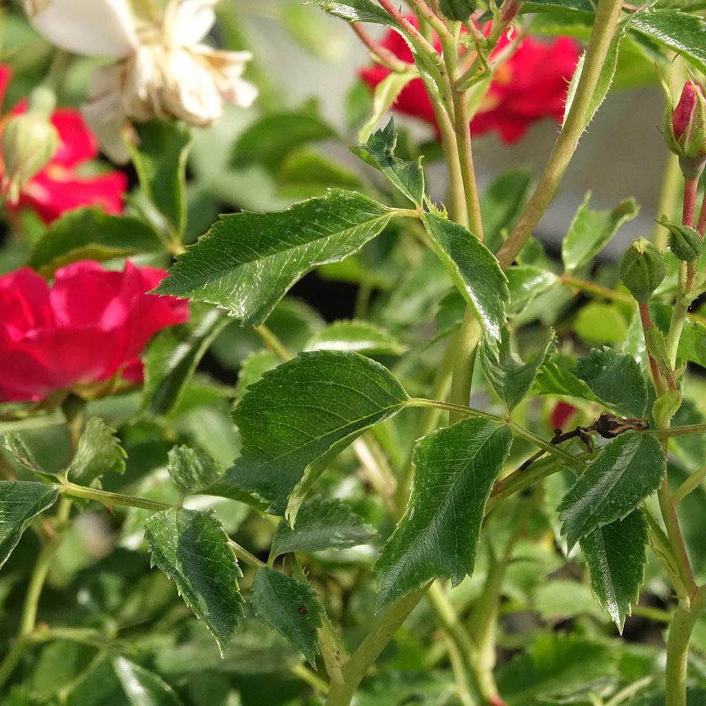 Rosier grimpant Rambling Rosie