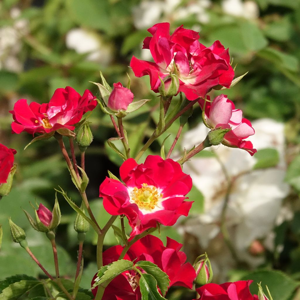 Rosier grimpant Rambling Rosie