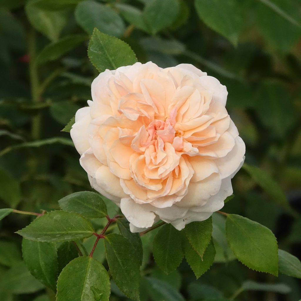 Rosier grimpant Sabrina