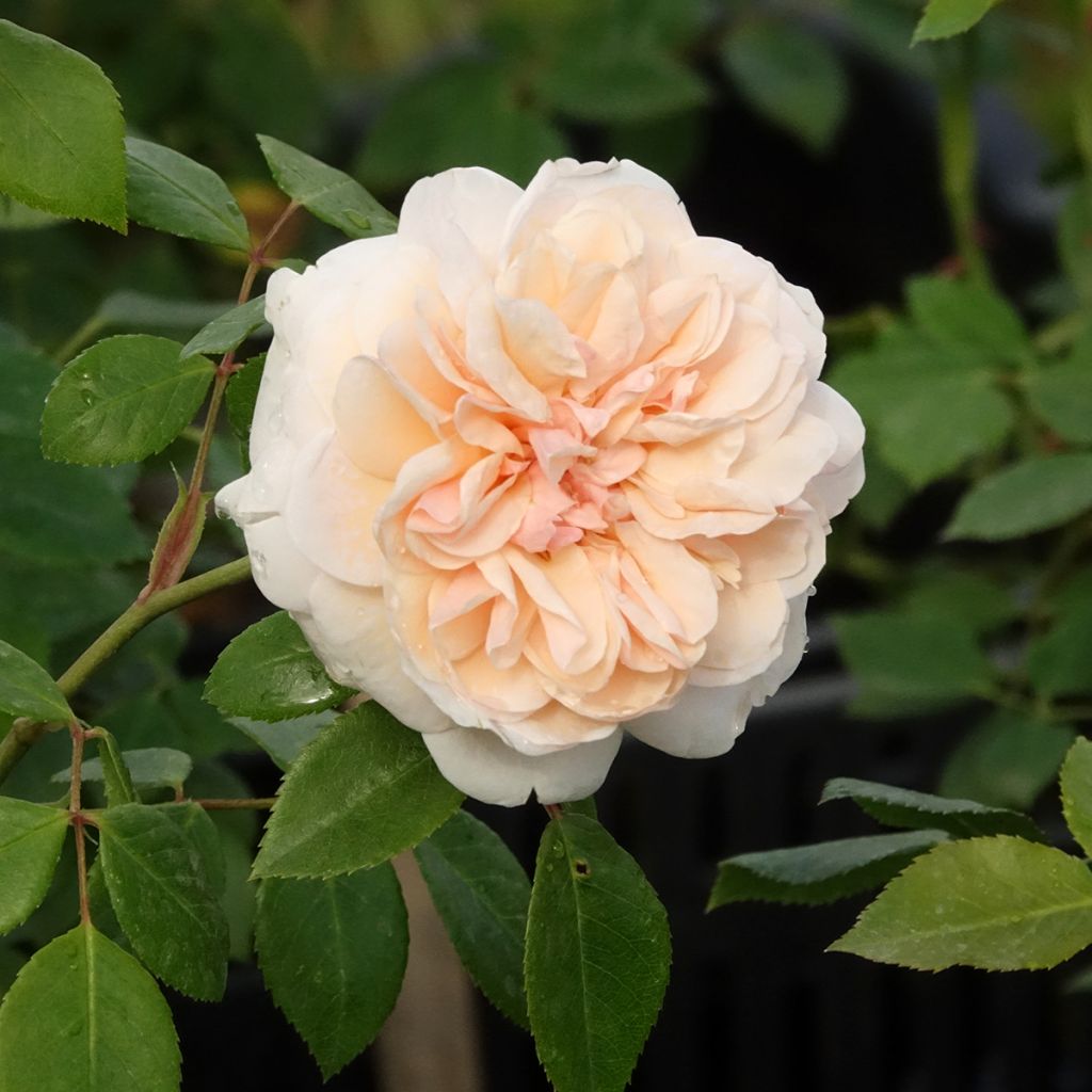 Rosier grimpant Sabrina