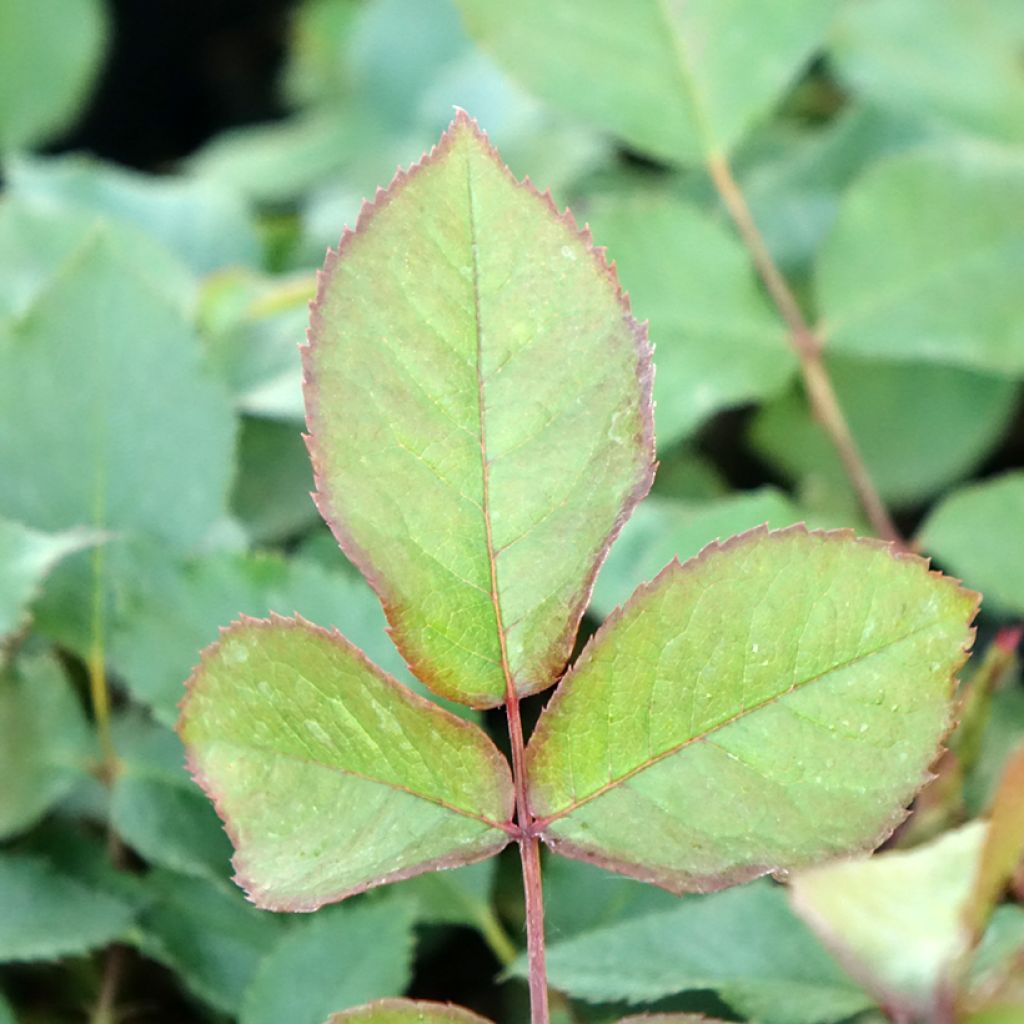 Rosier grimpant Shining Beauty