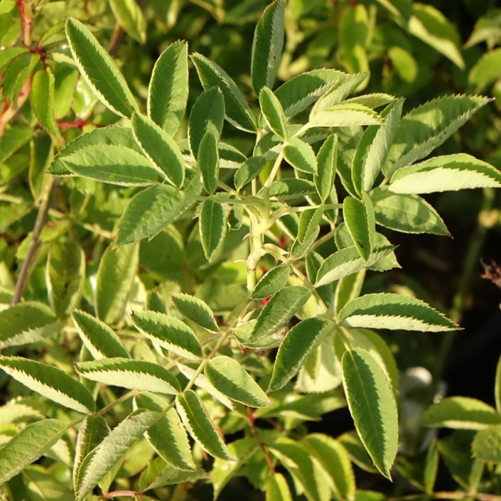 Rosier grimpant Siluetta Crimson
