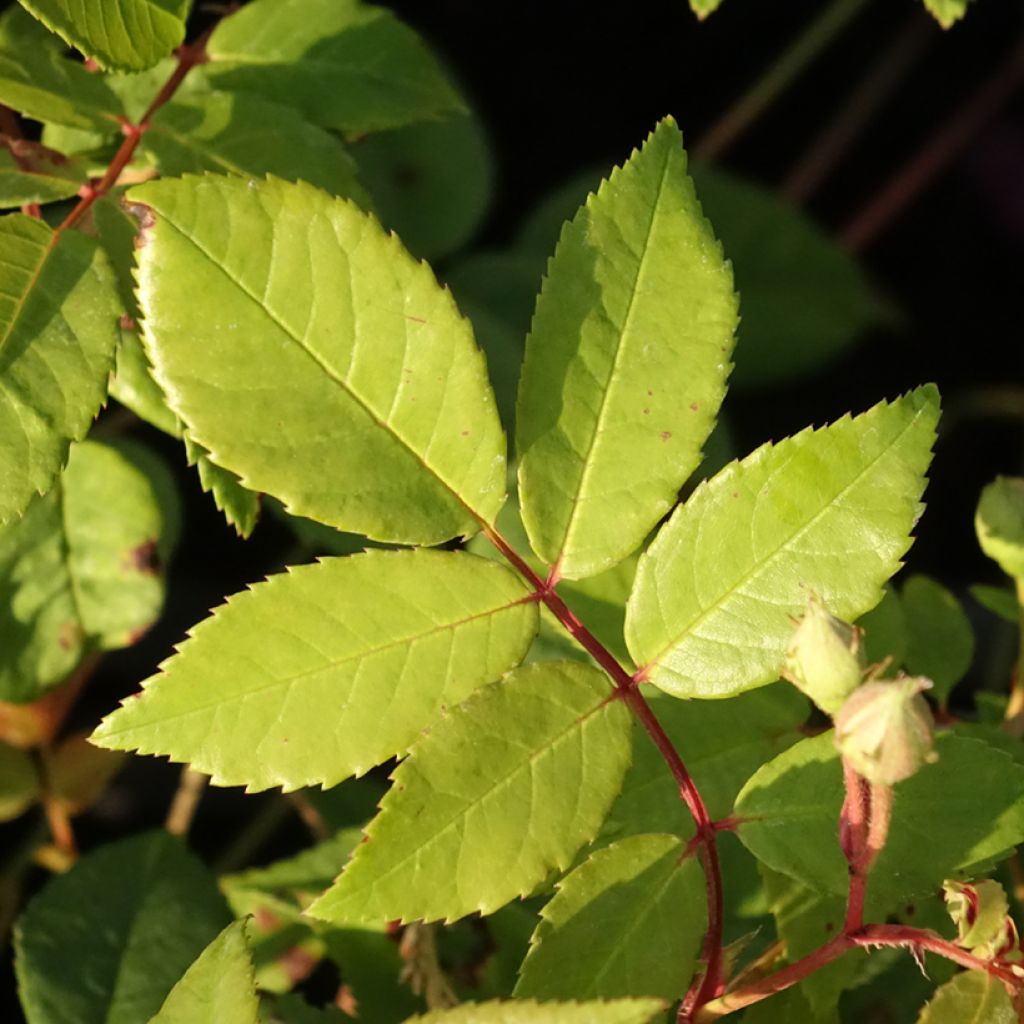 Rosier grimpant Siluetta Romantic