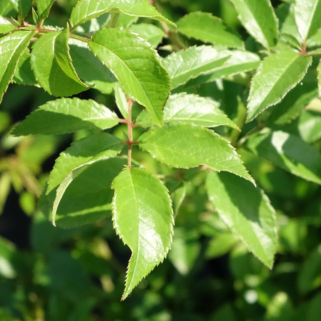 Rosier grimpant Siluetta Sunny