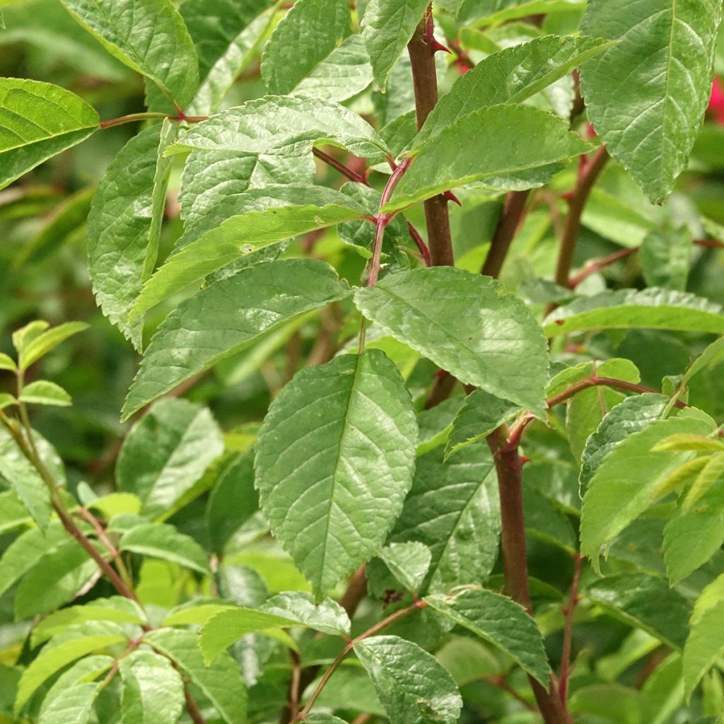Rosier grimpant Wilderode