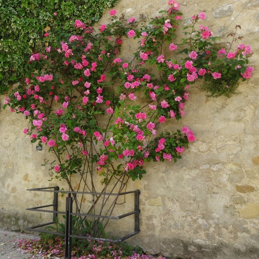 Rosier grimpant Zephirine Drouhin