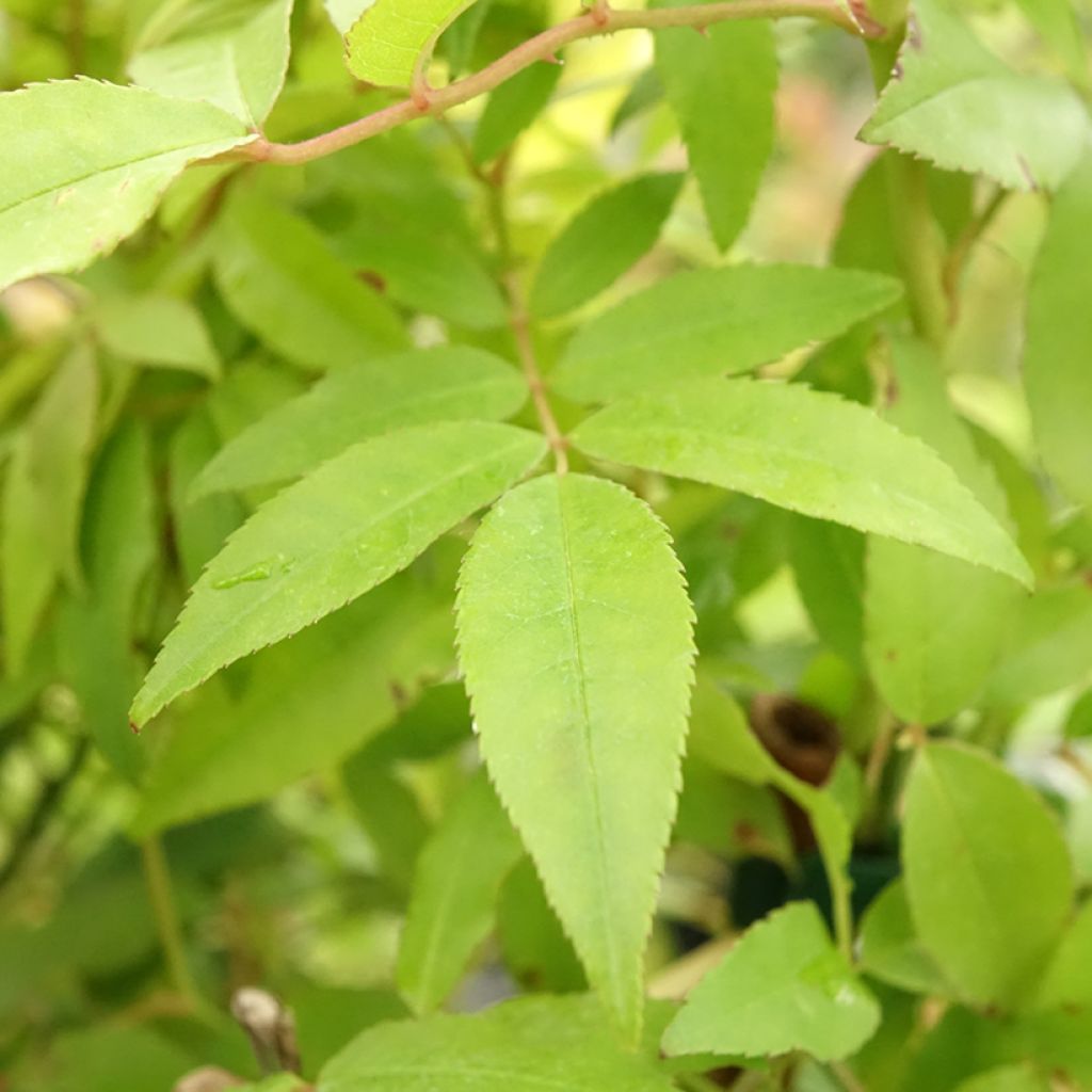 Rosier liane banksiae Purezza