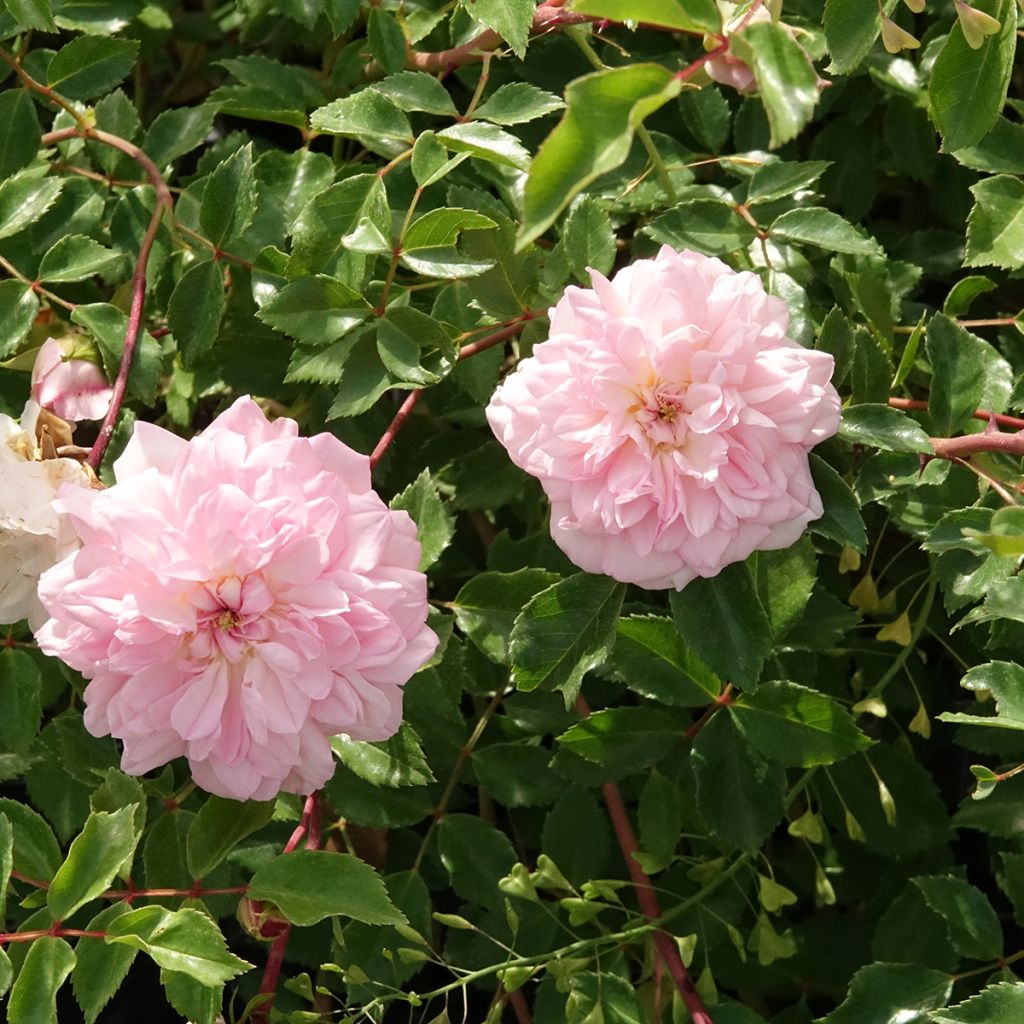 Rosier liane François Juranville
