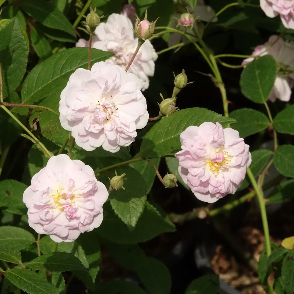 Rosier liane Paul's Himalayan Musk