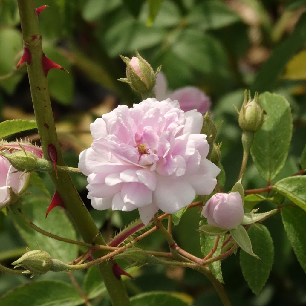 Rosier liane Paul's Himalayan Musk