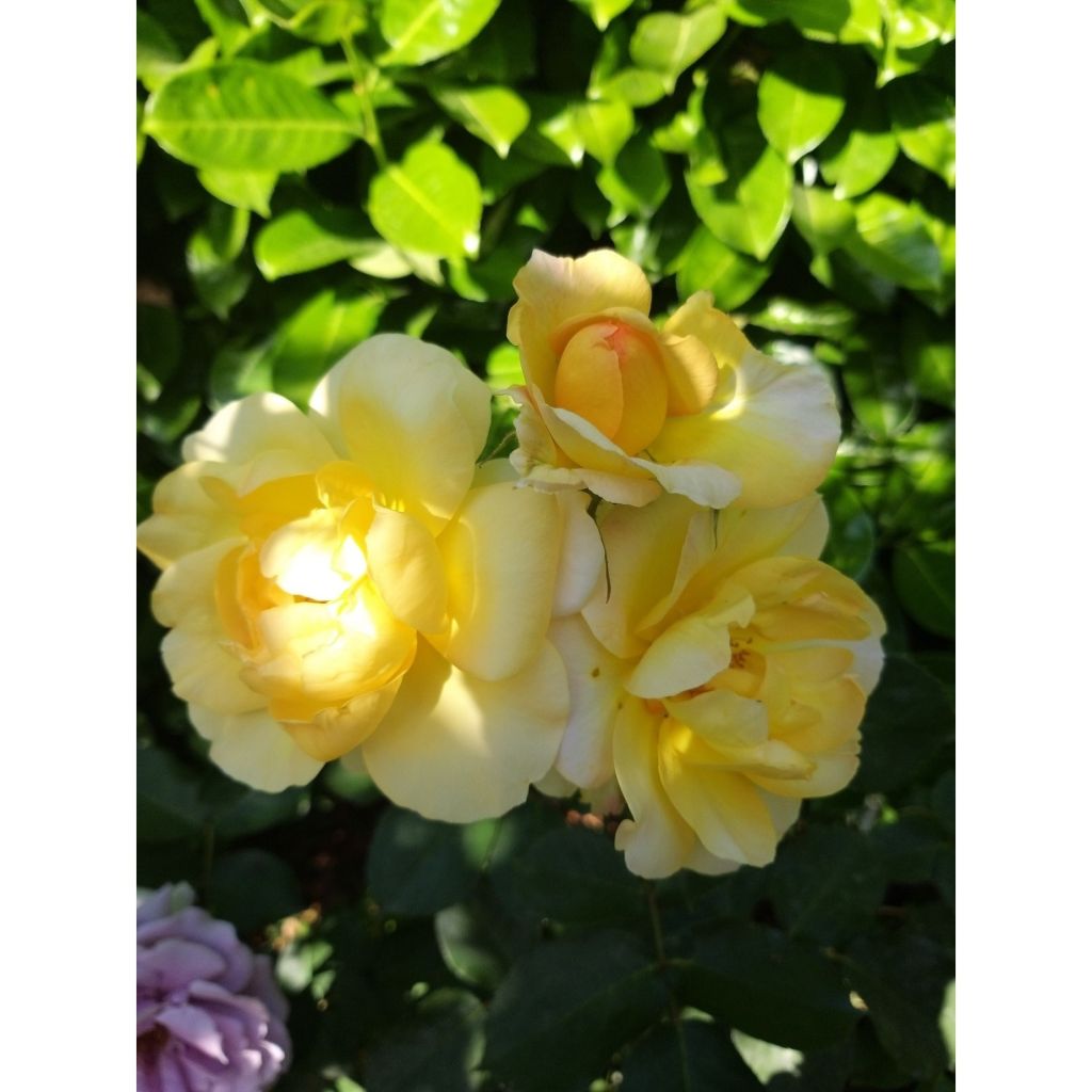 Rosier nain Bordure d'Or