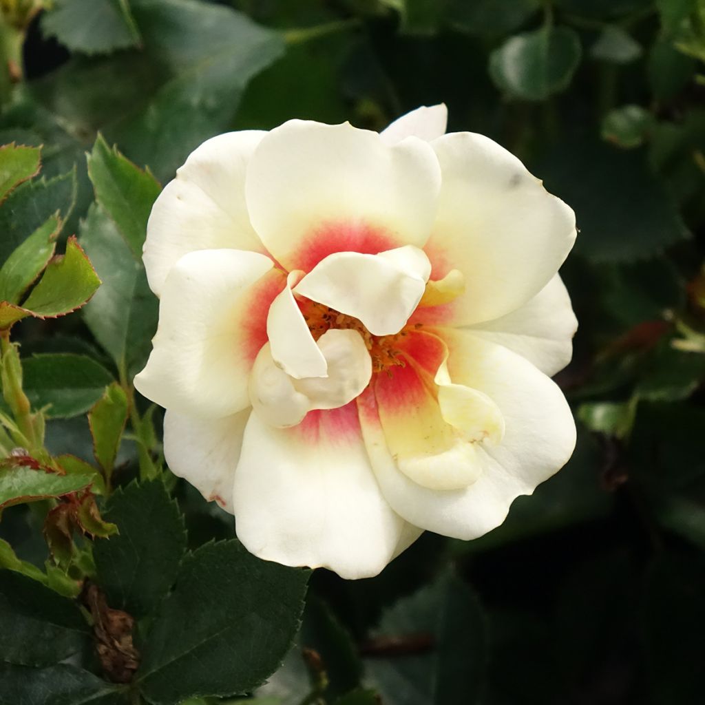 Rosier nain Glorious Babylon Eyes 