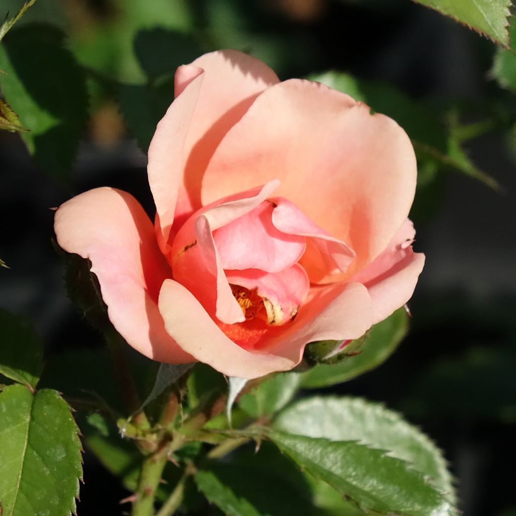 Rosier nain Maestro Babylon Eyes