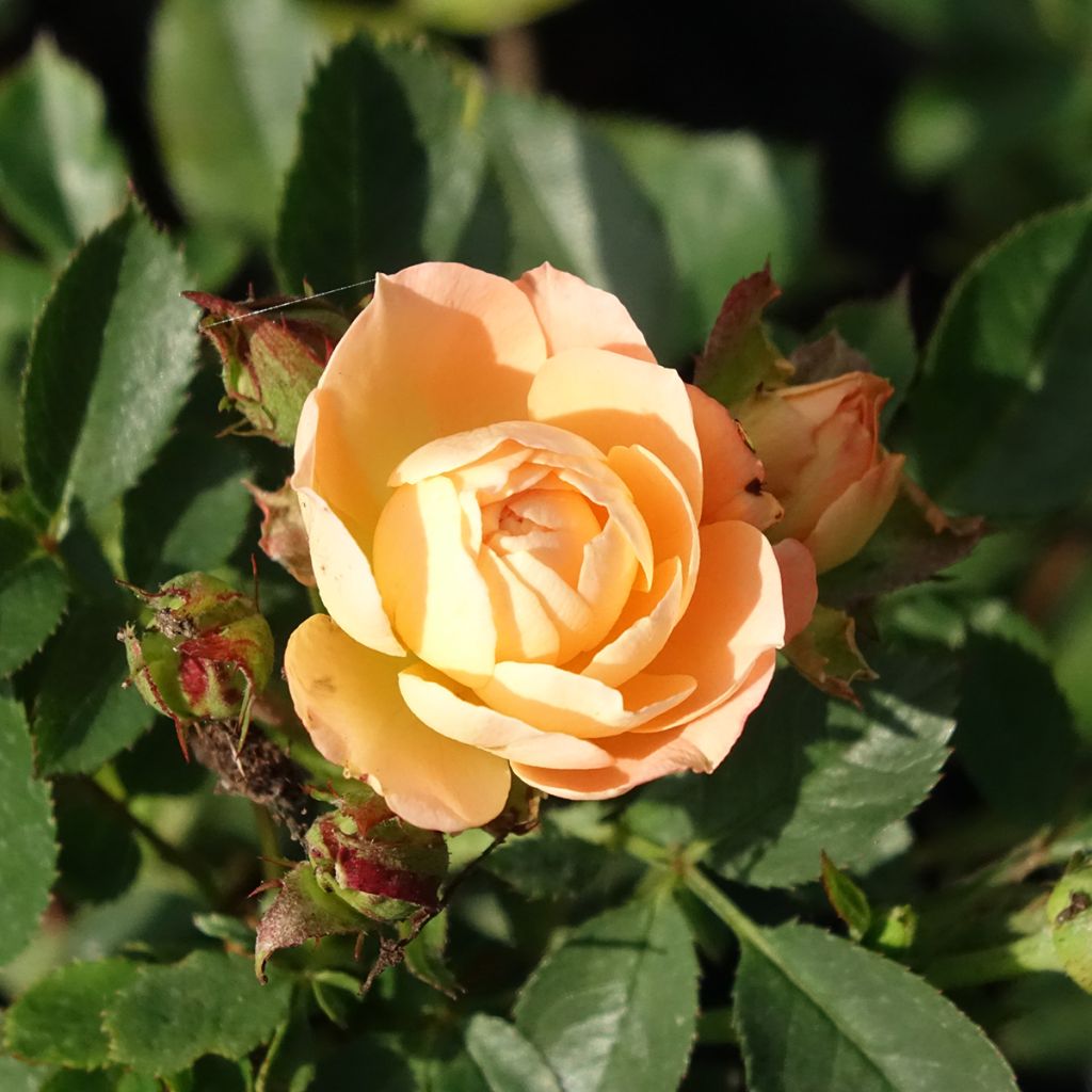 Rosier nain Sweet Dream