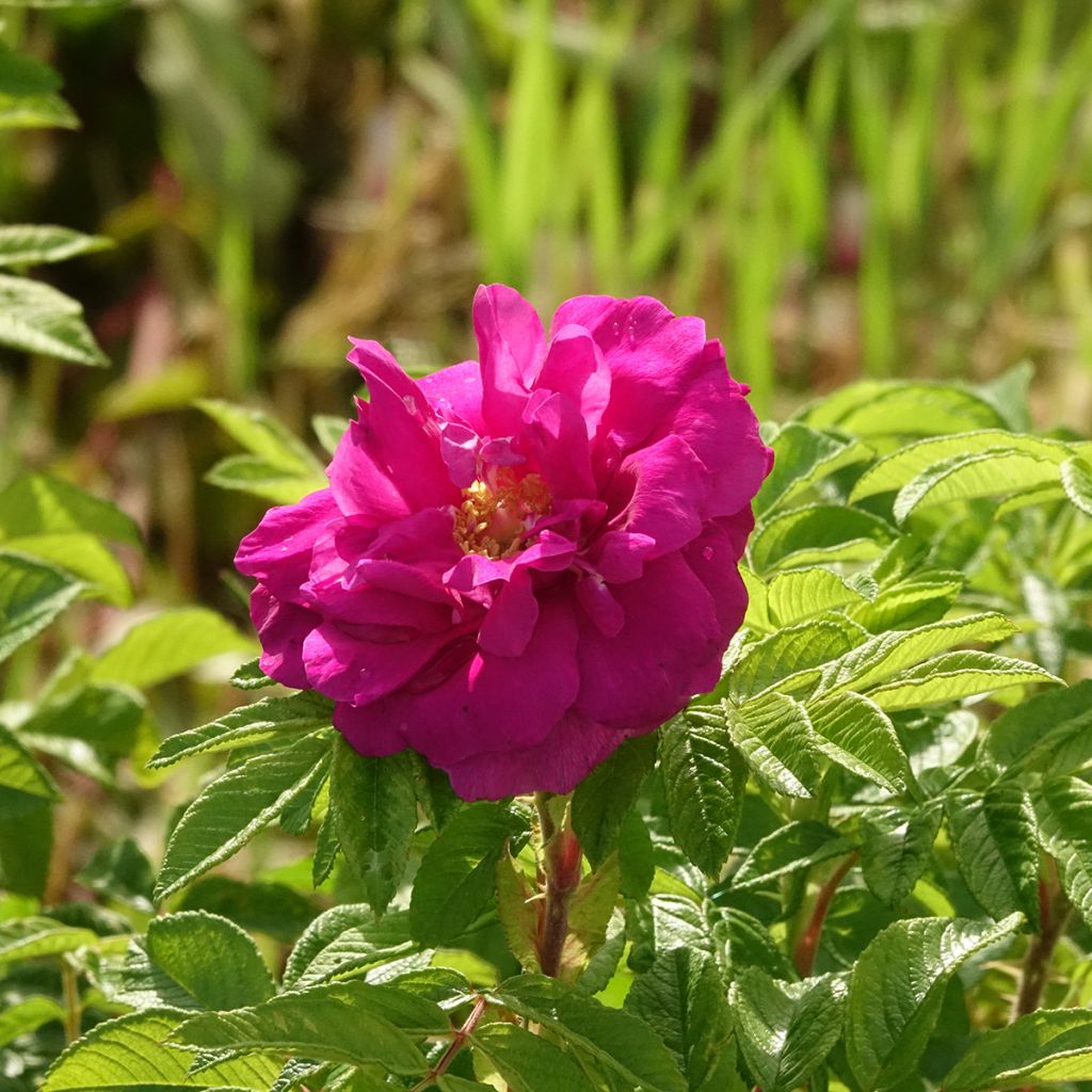 Rosier rugosa Hansa