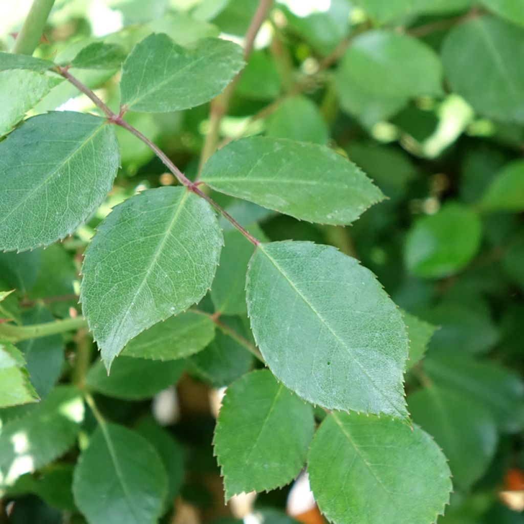 Rosier tige Bonica
