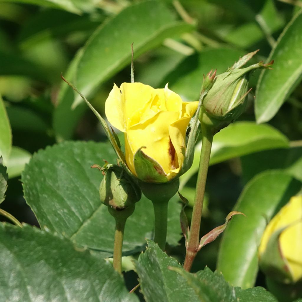 Rosier tige Friesia