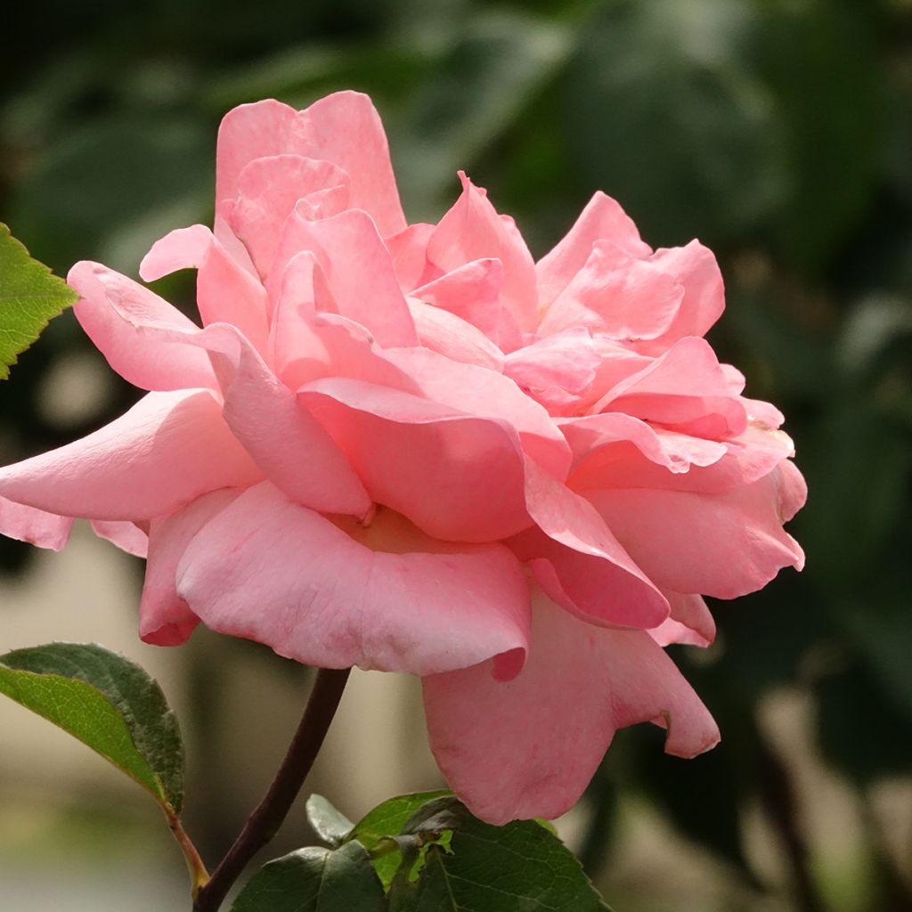 Rosier tige Queen Elisabeth