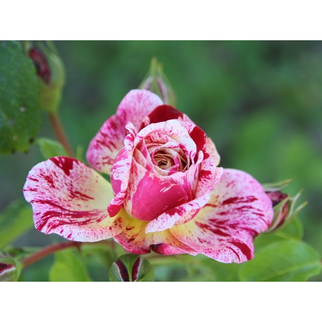 Rosier à fleurs groupées Abracadabra