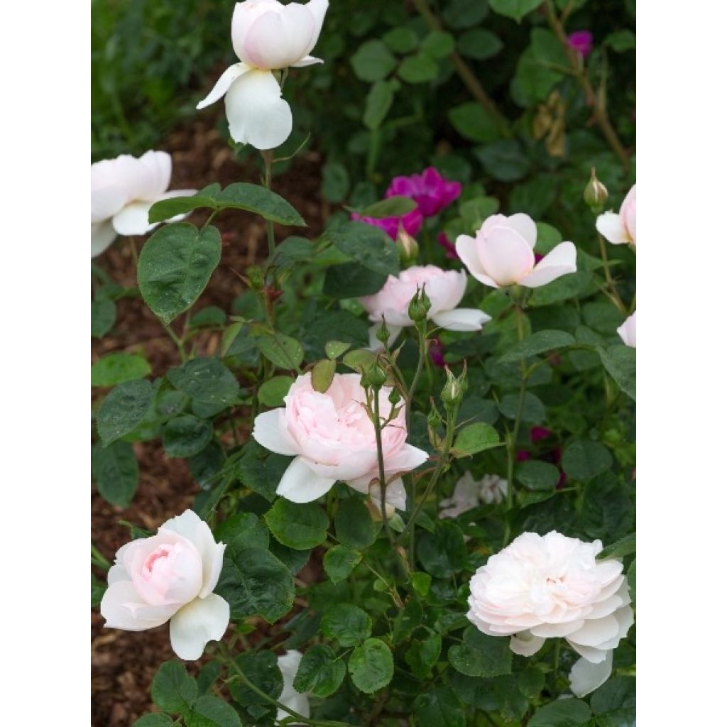 Rosier David Austin Gentle Hermione
