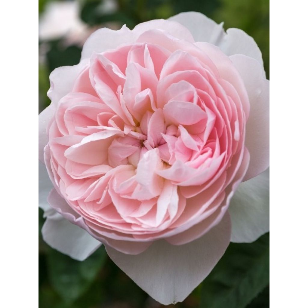 Rosier David Austin Gentle Hermione