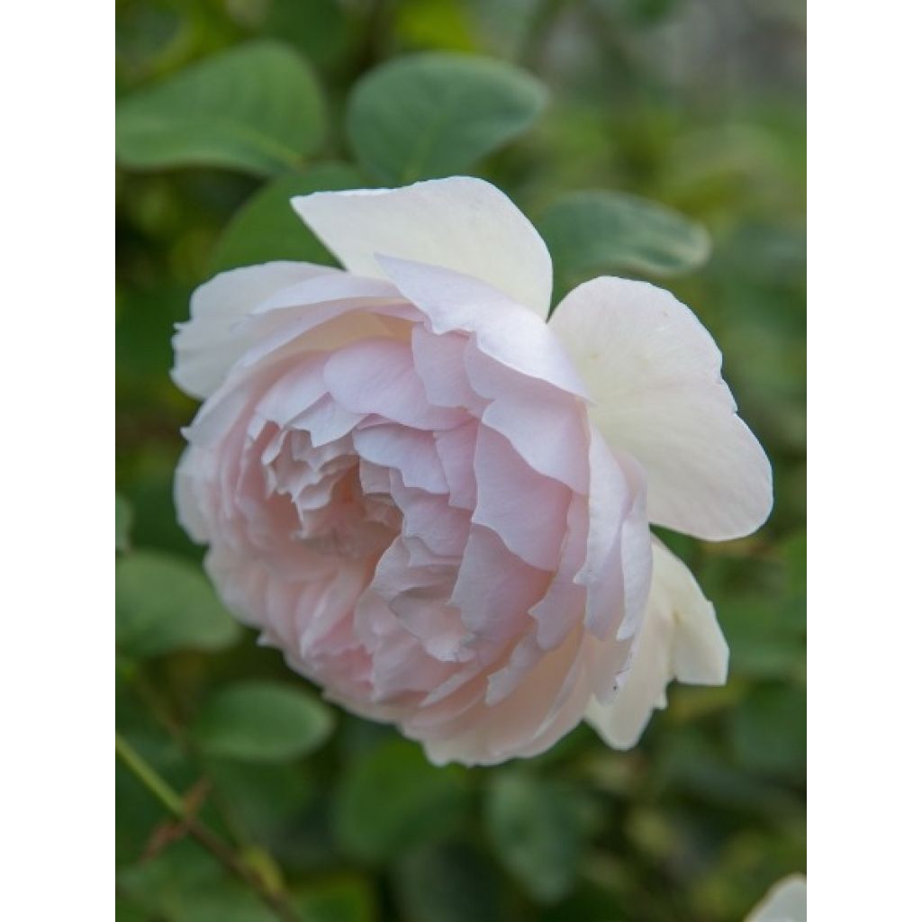 Rosier David Austin Gentle Hermione